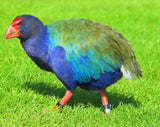 NEW!  Takahē  feather earrings